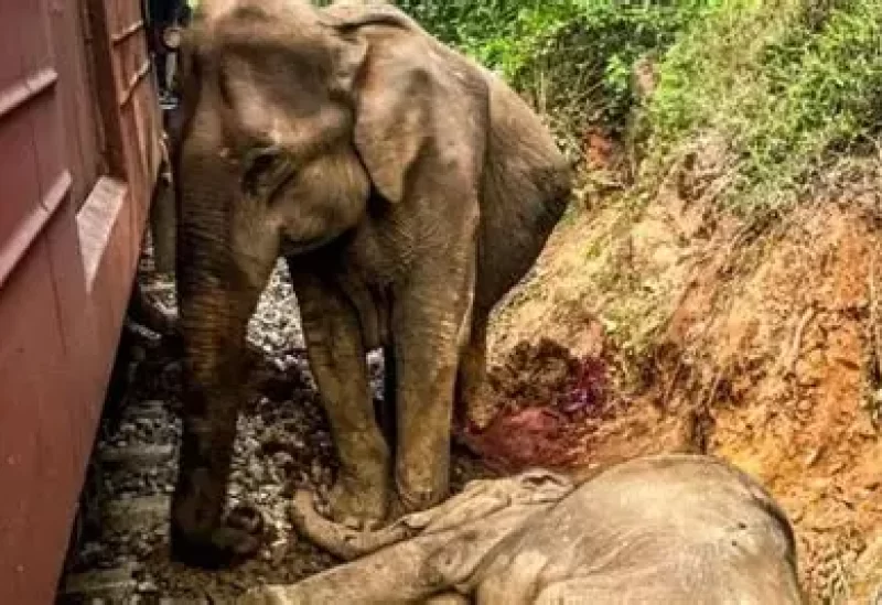 قطار با گله ای از فیل ها در شمال شرق هند برخورد کرد که منجر به کشته شدن 7 حیوان شد