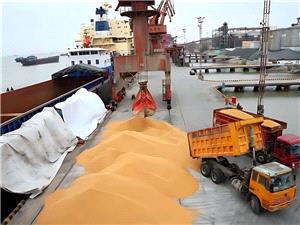 آغاز اجرای مصوبه دولت برای ساماندهی واردات و عرضه نهادههای دامی/ استقبال گسترده شرکتهای وارد کننده