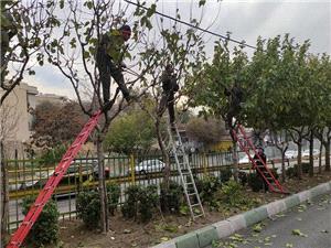 درختان منطقه 2 آماده فصل زمستان شدند