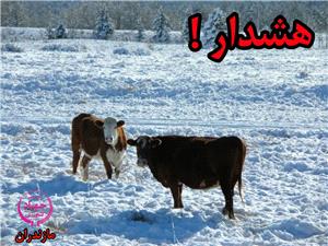 هشدار به دامداران مازندران، توصيههاي ضروري براي مقابله با يخبندان و بارشها