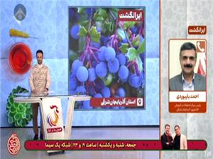 حرکت دشت شبستر به سوي کشاورزي پايدار با توسعه کشت زرشک سياه