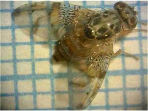 رديابي آفت مگس ميوه مديترانه اي در سطح 45 هزار و 961 هکتار در نه ماه اول سال جاري?