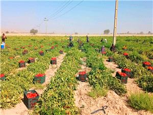 برداشت 24 هزار تن گوجهفرنگي در شهرستان گچساران