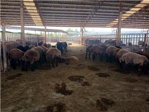 مازندران در جمع 10 استان برتر کشور با پرداخت 173 ميليارد تومان وام پرواربندي دام