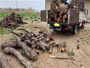 3 خاور و يک نيسان حامل چوب قاچاق در آمل و بابل توقيف شد