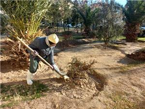 آمادهسازی، نگهداشت و هرس درختان منطقه 14 در فصل زمستان