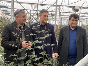 آذربايجان شرقي؛ قطب نوظهور توليد و صادرات گلهاي زينتي در شمالغرب کشور