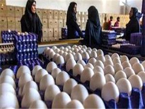 تسهيل صادرات تخممرغ براي حمايت از توليدکنندگان آذربايجان شرقي