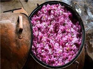 ثبت جشنواره گلابگیری بانه در تقویم ملی کشور