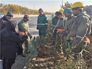 هرس زمستانه با آموزشهاي تخصصي در منطقه 13 آغاز شد