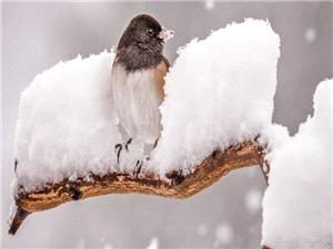 کاهش محسوس دما تا دوشنبه در نیمه شرقی کشور، ارتفاعات البرز و زاگرس