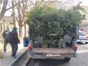 کاشت بيش از 300 اصله نهال در خيابان کاشان در منطقه 11