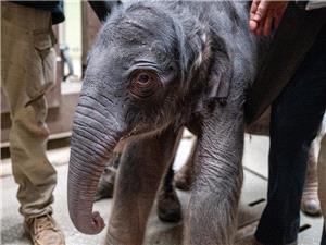 Asian elephant born at Washington DC zoo for first time in 25 years