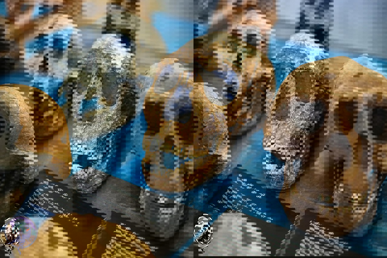 وکاله آریا للأنباء